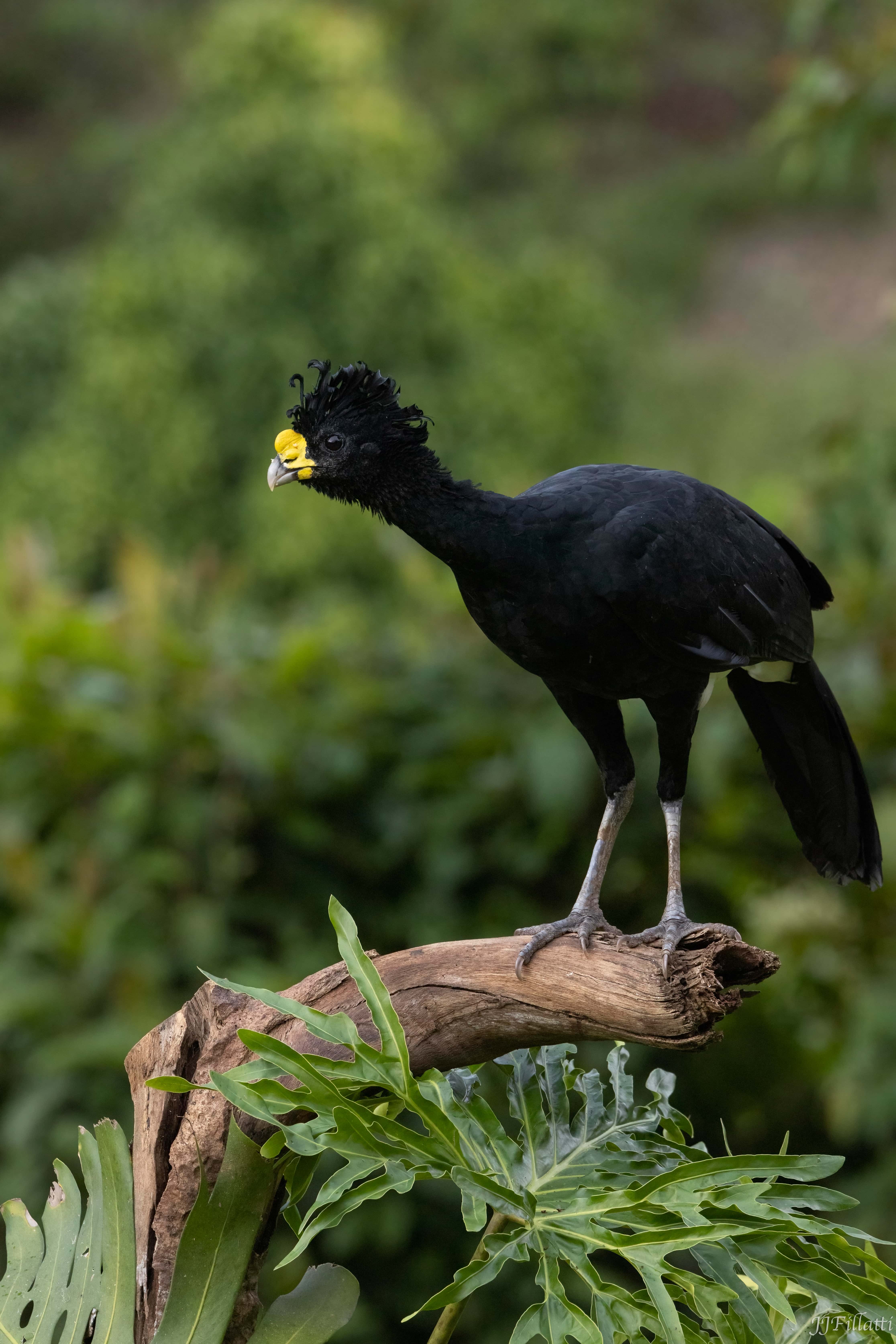 bird of Costa Rica image 11